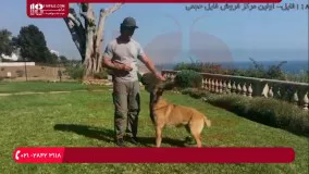 مراحل مقدماتی و پیشرفته تربیت سگ خانگی | زبان فارسی
