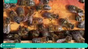 نحوه راه اندازی شغل زنبورداری در فصل بهار