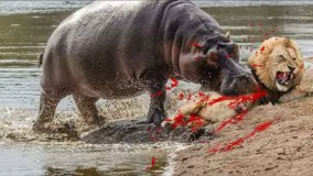 حیات وحش آفریقا ؛ خشونت هولناک اسب آبی در مقابل حیوانات و انسان ها