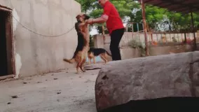 بازی با سگ ژرمن