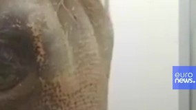 سونوگرافی بچه فیل آسیایی را تماشا کنید