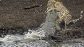 شکار شدن یوزپلنگ مادر توسط کروکودیل غول پیکر