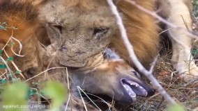 حیات وحش ، زندگی سخت درنده ها ؛ شکار یوزپلنگ توسط کروکودیل