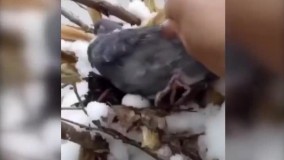 ویدئوی پر بازدید از مهر مادری یک کبوتر در برف!