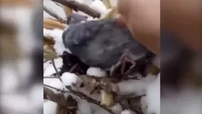 ویدئوی پر بازدید از مهر مادری یک کبوتر در برف!
