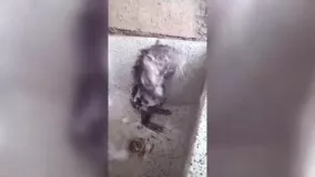 شوخی با کرونا به کمک ویدئوی خاص یک موش
