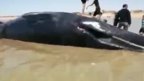 پیدا شدن جسد یه نهنگ ۱۸ متری در ساحل روستایی در بوشهر