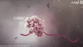 ویدیو انیمیشنی از نحوه عملکرد ویروس کرونا در بدن انسان