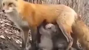 خانم روباه به توله خرسها شیر میده!