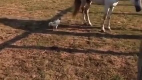 ویدئویی از یک اسب بی‌اعصاب