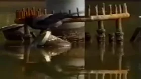 این کلاغ باهوش ایرانی، ماهی شکار می‌کند!