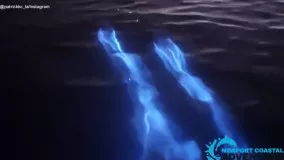 شنای نورانی دلفین‌ها