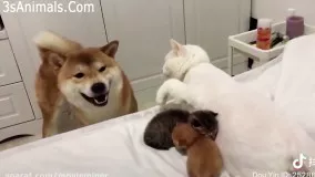 وقتی گربه های مادر از بچه هاشون محافظت میکنن