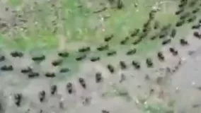 نگهبانی مورچه‌ها