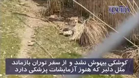 پشت پرده جنجال بزرگ بر سر سه قلاده یوز ایرانی!