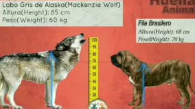 مقایسه قد گرگ با انواع سگ