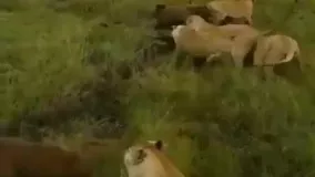 حمله کفتارها به شیر تنها