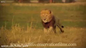 نتیجه 30 سال فیلم برداری حیات وحش را تماشا کنید