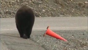 شما که ورود ممنوع میری، از این خرس یاد بگیر!