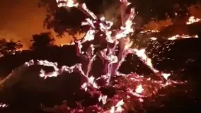 تخریب درختان بلوط در آتش سوزی خائیز
