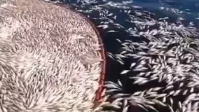 صید ماهی با شوک برقی توسط چینی‌ها در جنوب
