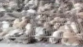 نجات ۷۰۰ گربه از سلاخی برای رستوران‌های چینی!