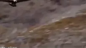 شکار بز کوهی توسط عقاب طلایی