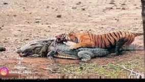 شکار تمساح  بالغ توسط ببر بنگال