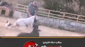 درگیری ناگهانی سگها