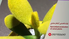 فروش تک و عمده گل طبیعی مخملی ساکولنت