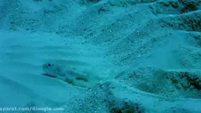 زندگی حیوانات زیر آب در  اوقیانوس