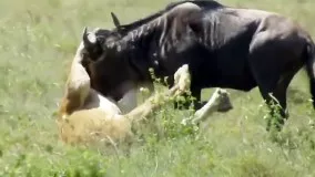 حیات وحش، حمله دیدنی شیر برای شکار کل یالدار