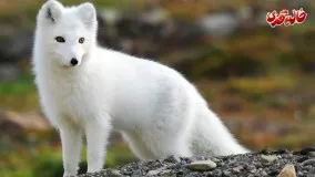 شگفت انگیزترین حیوانات - روباه (دوبله فارسی)