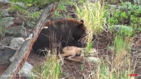 خرس بچه گوزن را زنده می خورد : حیات وحش