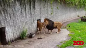 اولین ملاقات شیر نر با توله هایش در باغ وحش