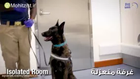 استفاده از سگ‌های کرونایاب در فرودگاه دوبی