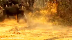 جنگ شیرها و بوفالوها در حیات وحش افریقا