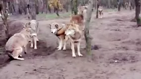 حمله گله گرگ‌ها به یک گرگ غریبه