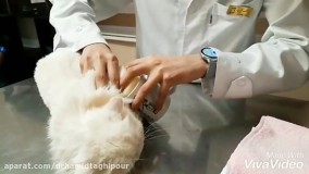 آموزش نظافت حیوانات خانگی برای جلوگیری از انتقال کرونا