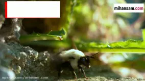 آیا زنبورهای وحشی خطرناک و کشنده اند؟ | سم قوی برای دفع زنبور