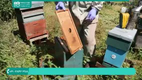 آموزش زنبور داری و اصول پرورش زنبور عسل