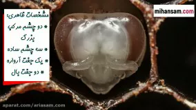 مراحل رشد زنبورها در کندو | سم قوی برای دفع زنبورهای وحشی
