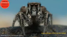رفتار عنکبوت های جهنده - سم ریشه کن کننده عنکبوت