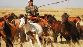 گله داری و پرورش اسب در مغولستان
