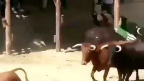 حمله همزمان چند گاو وحشی به یک مرد