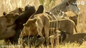 جنگ فیلها و شیرها