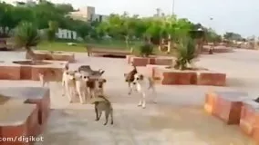 گربه شجاع آبادانی در مقابل 8 سگ ولگرد