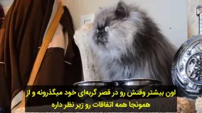 رکورد گینس بلندترین موی گربه برای کلنل میو