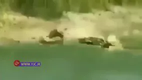 حمله دیدنی تمساح به مار در حاشیه یک رودخانه
