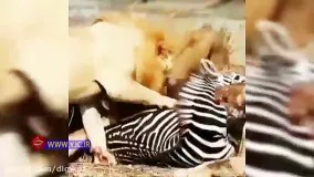زنده خواری عجیب گورخر توسط شیرها